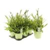 image CAMPANULE PERSICIFOLIA TAKION WHITE