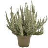 image ERICA CALLUNA FLUFFY