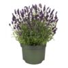 image LAVANDE DEEP VIOLET