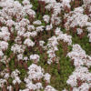 image SEDUM ALBUM CORAL CARPET BQ10