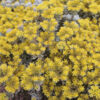 image SEDUM SPATHULIFOLIUM CAPE BLAN BQ10