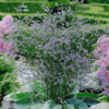 image LIMONIUM LATIFOLIUM BQ10