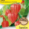 image PHYSALIS ALKEKENGI FRANCH BQ10