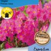 image PRIMULA ROSEA GIGAS BQ10