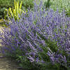 image PEROVSKIA ATRIPLICIFOLIA BLUE STEEL BQ10