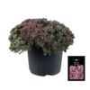 image SEDUM CAUTICOLA