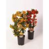image PYRACANTHA PALISSE