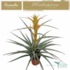 image TILLANDSIA MAYA GOLD