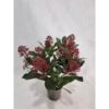 image SKIMMIA RUBELLA