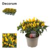 image CAPSICUM TORERO YELLOW