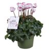 image CYCLAMEN ABSOLU DE MOREL