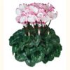 image CYCLAMEN ABSOLU DE MOREL