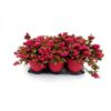 image GAULTHERIA MUCRONATA ROUGE