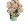 image SEDUM TELEPHIUM