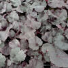 image HEUCHERA BLACK FOREST CAKE