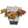 image HEUCHERA CHAMPAGNE