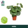 image CALATHEA ORBIFOLIA