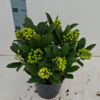 image SKIMMIA TEMPTATION
