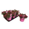 image SEDUM SPOT ON DEEP ROSE