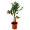 image CHINOTTO 1/2TIGE P COLORE