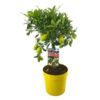 image LIMEQUAT 1/2TIGE