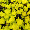 image HEUCHERA WORLD CAFFE LIME AMERICANO