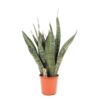image SANSEVIERIA TRIFASCIATA