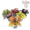 image HEUCHERA INDIAN SUMMER VARIE