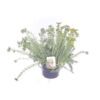image SEDUM REFLEXUM