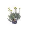 image SEDUM REFLEXUM