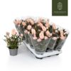 image ROSIER ROSAROMA ROSE