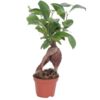 image FICUS GINSENG