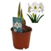 image AMARYLLIS 2TIGES PICOTEE BLANCHE