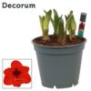 image AMARYLLIS 6TIGES ROYAL ROUGE