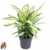 image DIEFFENBACHIA VESUVIUS