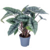 image ALOCASIA PLATINUM