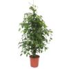 image FICUS BENJAMINA TIGE TRESSE
