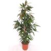 image FICUS AMSTEL KING