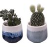 image CACTUS VARIE CERAM