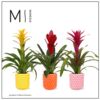 image BROMELIACEE VARIE CERAM
