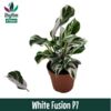 image CALATHEA FUSION WHITE
