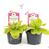 image PINGUICULA TINA
