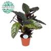 image CALATHEA ORNATA