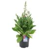 image DIGITALIS PURPUREA HANABEE PINK