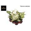 image AGLAONEMA BLANC VARIE
