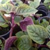 image PLECTRANTHUS AMBIGUUS NICO BQ6