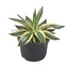 image AGAVE LOPHANTA QUADRICOLOR