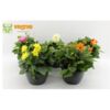 image DAHLIA VARIE