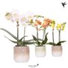 image PHALAENOPSIS 2BR CERAM