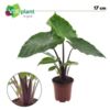 image ALOCASIA IMPERIAL RED